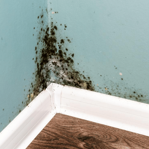 Mold In The Bedroom: How It Impacts Sleep
